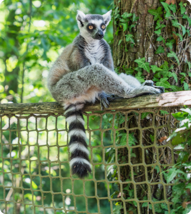 La Vallée des Singes