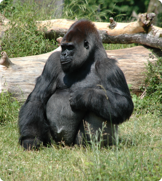 La Vallée des Singes