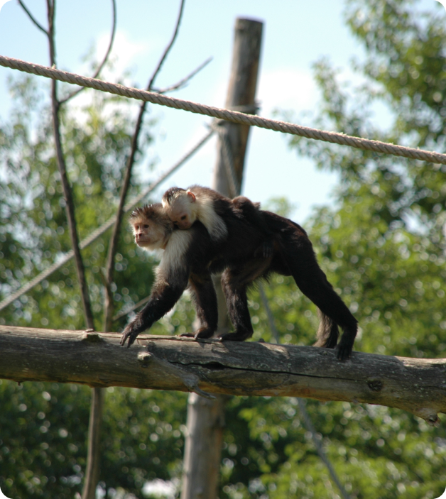 La Vallée des Singes